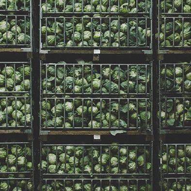 shelves of cabbages in metal baskets at a warehouse